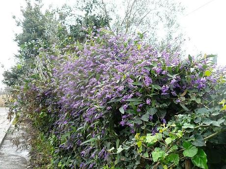 Hardenbergia rampicante senza problemi