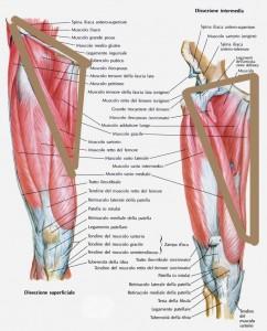 Muscoli interno coscia