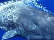 capodogli potrebbero chiamarsi nome