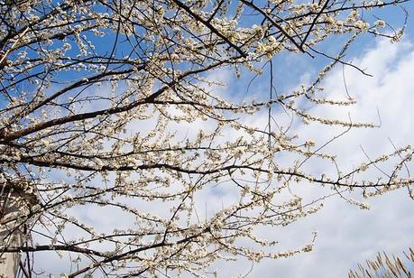 Rome in Bloom is something I can't explain: last in Kiko and L'Occitane