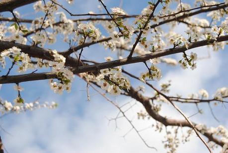 Rome in Bloom is something I can't explain: last in Kiko and L'Occitane