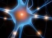 Neuronauta