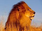Un'impresa leoni