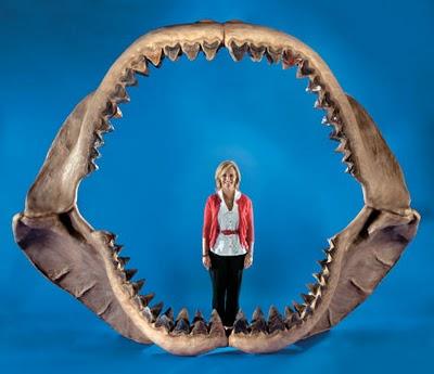 Uno squalo da 700 dollari