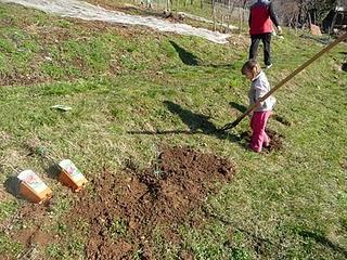 Nuovi impianti: frutti rossi