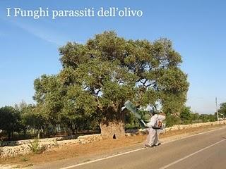 I Funghi parassiti dell’olivo