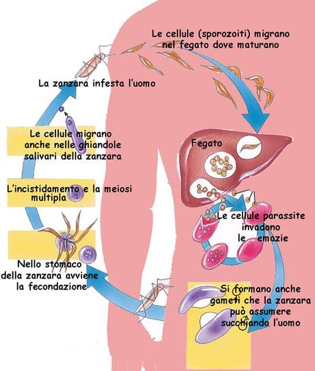 Un fungo contro la malaria