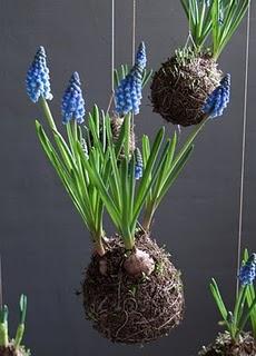 Muscari armeniacum_ string gardens