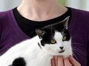 Anche gatti hanno cuore