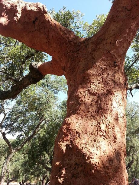 Blossom zine Blog tecnosugheri portogallo (3)