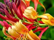 Caprifoglio Honeysuckle, fiore Bach legato passato