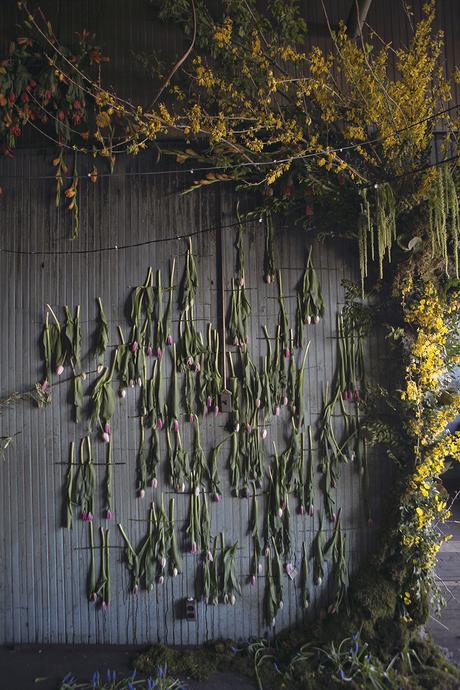 wall of tulips