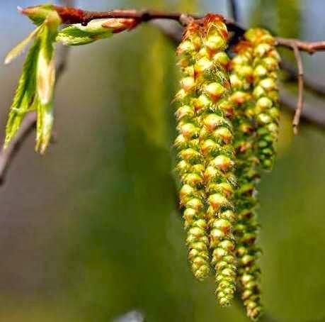 Il Carpino o Hornbeam, il fiore di Bach per chi soffre della sindrome del Lunedì mattina