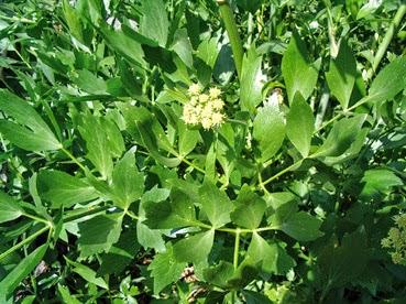 Levistico, di un brodo e di alcuni infusi