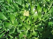 Levistico, brodo alcuni infusi