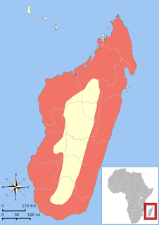Fossa, il più grande carnivoro del Madagascar