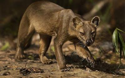 Fossa, il più grande carnivoro del Madagascar