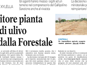 Imprenditore pianta alberelli ulivo multato dalla Forestale