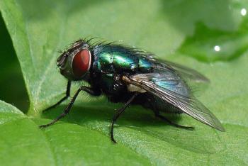 ITALICA NOIR - Il regno delle mosche