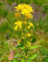 Solidago virga aurea contro le infezioni urinarie e per purificarsi