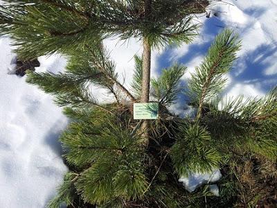 Le bomboniere invernali diventano alberi innevati