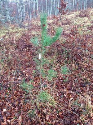 Le bomboniere invernali diventano alberi innevati