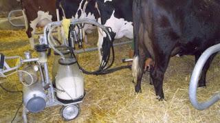 MILANO. Coldiretti: Il caldo porta stress agli animali e dalle mucche -10% di latte