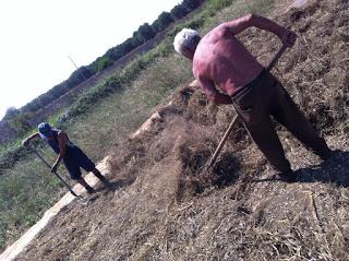 neonata Comunità dei Produttori dei Legumi di Zollino