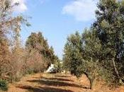 Olivi "DISSECCATI" accanto olivi senza sintomi disseccamento Salento leccese