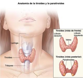 MILANO. Le 5 pratiche che è meglio non usare in endocrinologia: “fare di più non significa fare meglio”