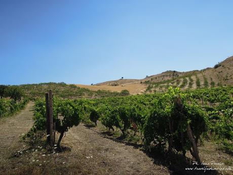 Viaggio in Sicilia: gli agriturismi della Valle del Simeto