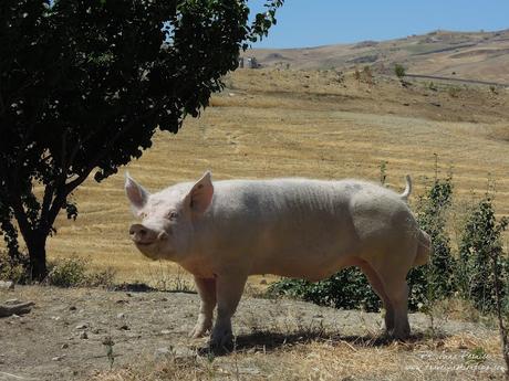 Viaggio in Sicilia: gli agriturismi della Valle del Simeto