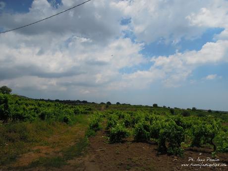 Viaggio in Sicilia: gli agriturismi della Valle del Simeto