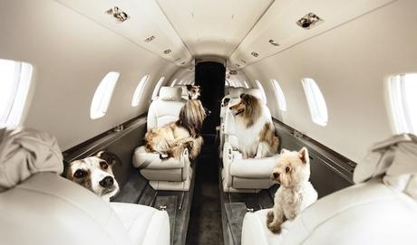 Le 27 compagnie aeree che accettano animali domestici