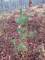 Regala un albero agli invitati al tuo matrimonio ecologico