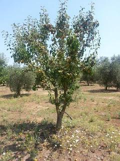 Le pere di Martano del Salento leccese