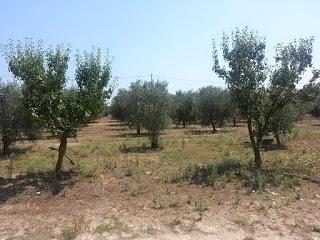 Le pere di Martano del Salento leccese