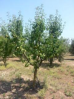 Le pere di Martano del Salento leccese