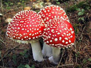 L'Amanita - C'era una volta un funghetto...