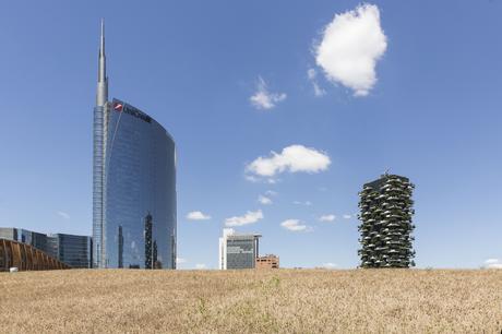 Wheatfield_Milano