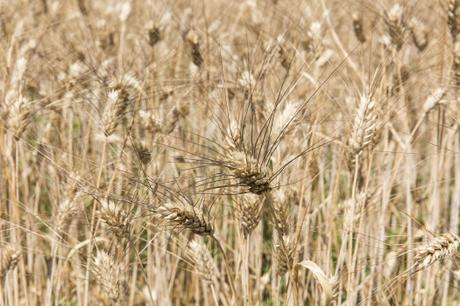 Wheatfield_detail