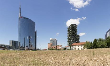 Wheatfield_Panorama