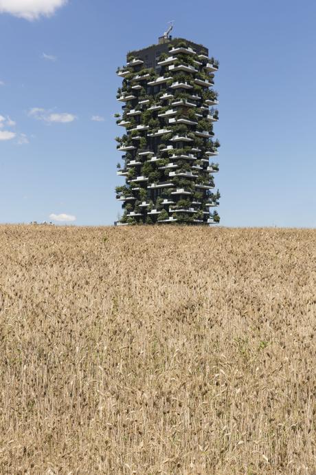 Wheatfield_landscape