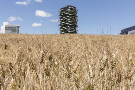 Wheatfield_Milano_landscape