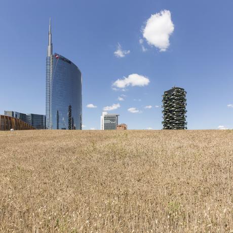 Wheatfield_Porta Nuova_Panorama