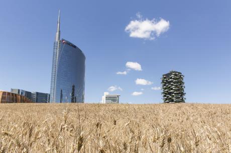 Wheatfield_Agnes Denes_Milano