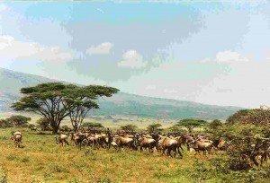 Reportage: I Parchi della Tanzania, un preziosissimo patrimonio da proteggere
