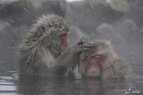 Onsen: istruzioni per l’uso