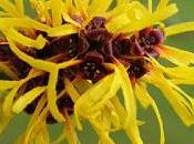 Pelle perfetta proprietà dell'amamelide