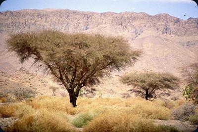 Hoggar_Tamanghasset_Algeria